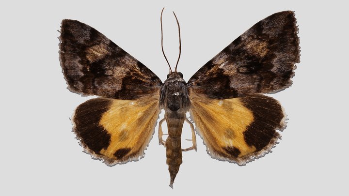 YPM ENT.564734 Underwing moth, Catocala jair – Kostenloses 3D-Modell STL