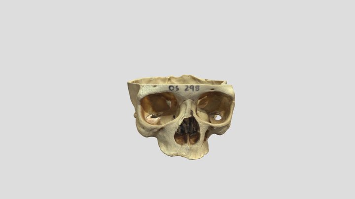 Human Skull Specimen人类头骨标本kiri engine共享模型 3D Model
