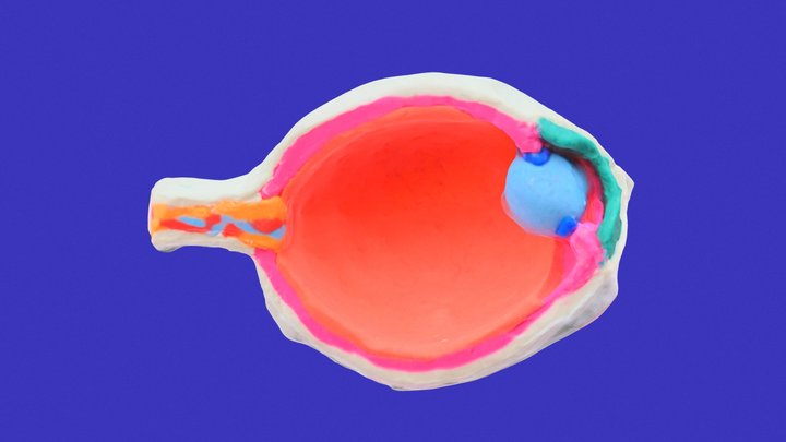 Vascular Tunica 3D Model