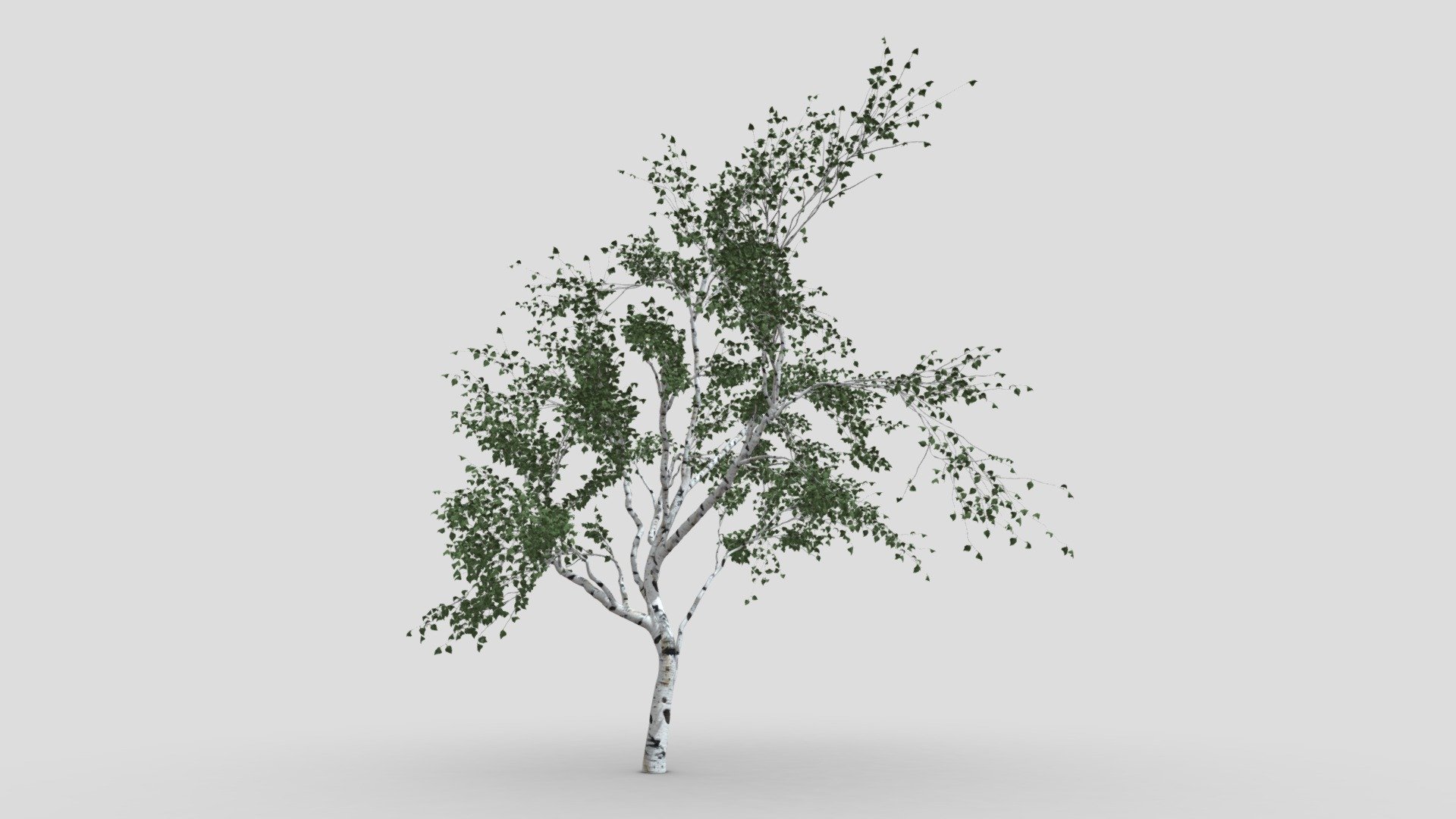 silver birch - 3D model by Jamlu69 [74450e8] - Sketchfab