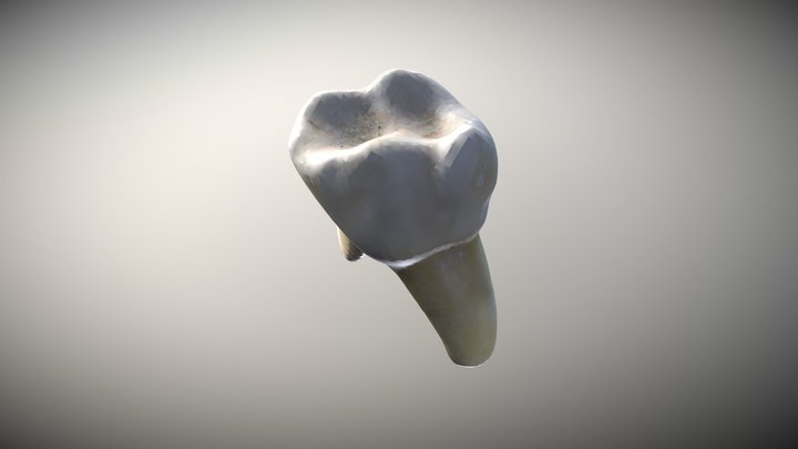 Tooth 3D Model