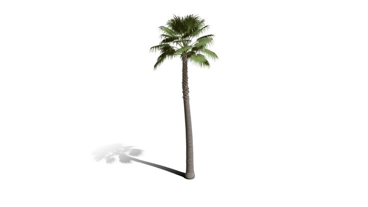 Realistic HD California fan palm (25/25) 3D Model