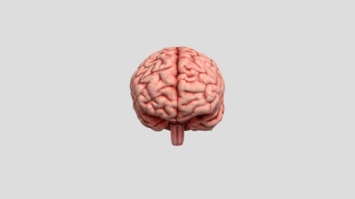 Brain 3D 3D Model