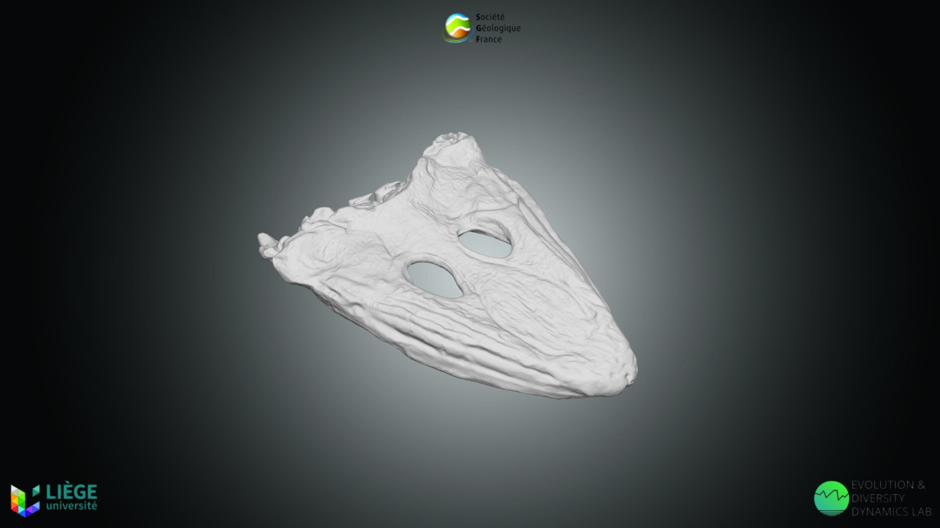 Reptile - Mastodonsaurus giganteus