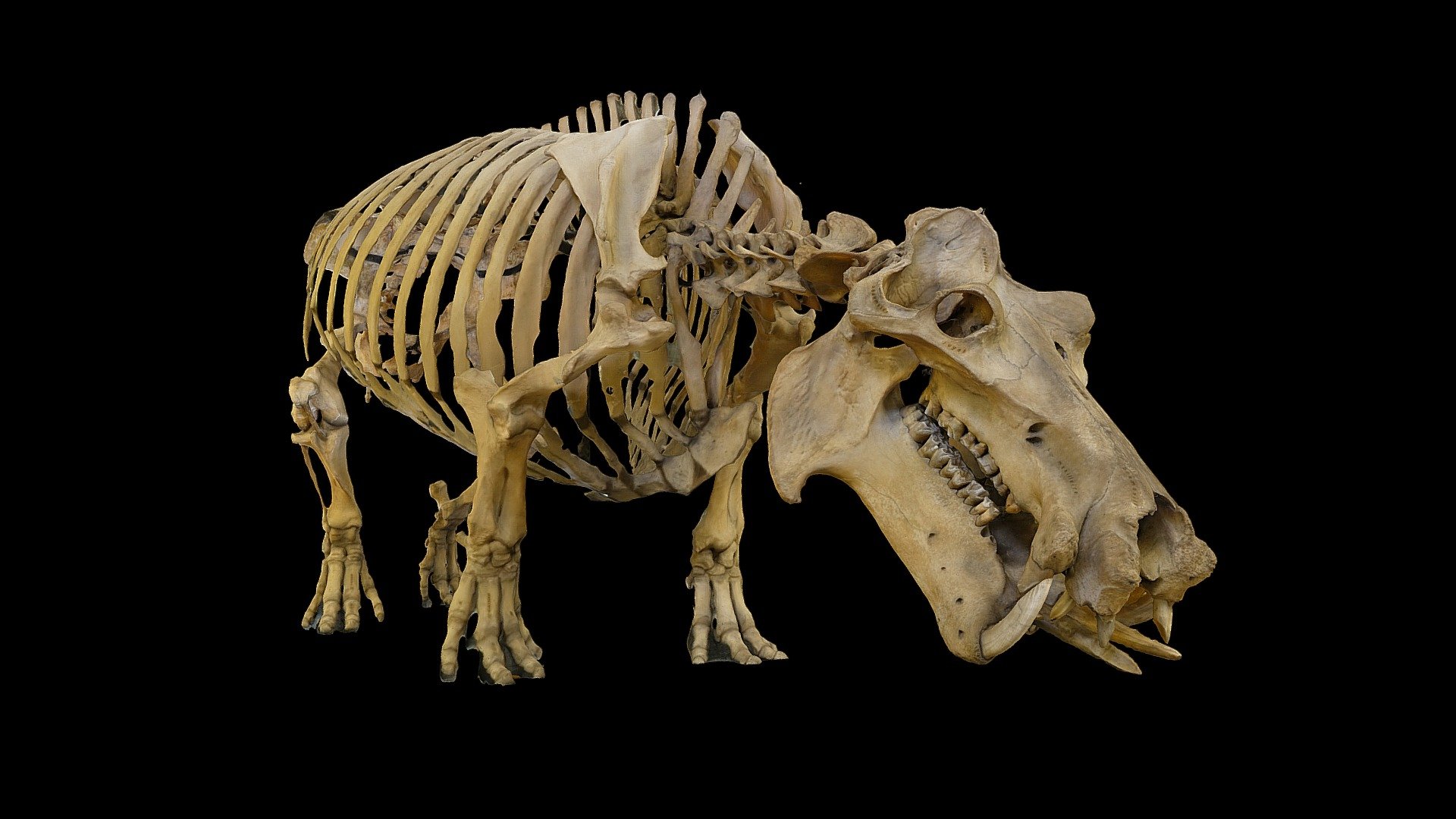 Hippopotamus Skeleton - 3D model by Aquarium-Muséum Universitaire de ...