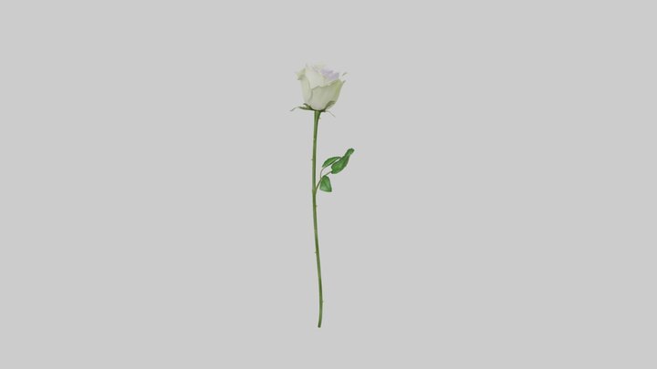 Amnesia Rose 3D Model