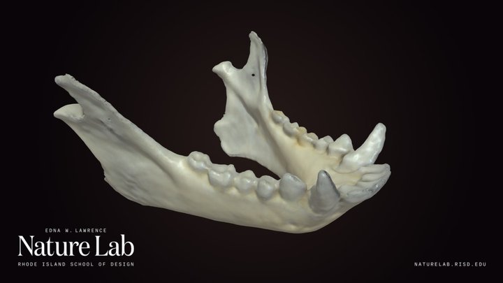 Tamarin Monkey Jaw – Kostenloses 3D-Modell STL