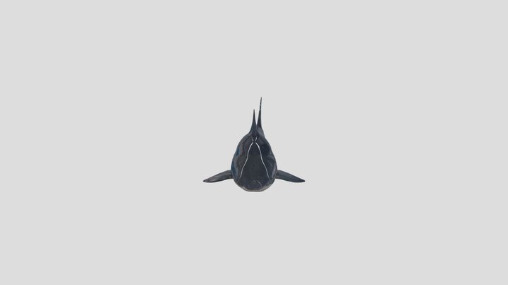 Bull shark