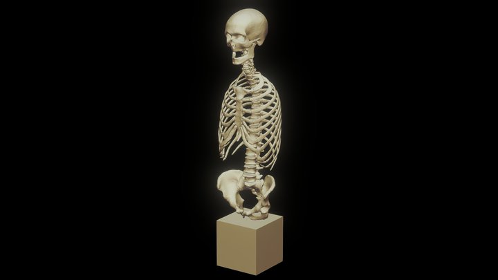 Skeleton on basis 3D Model