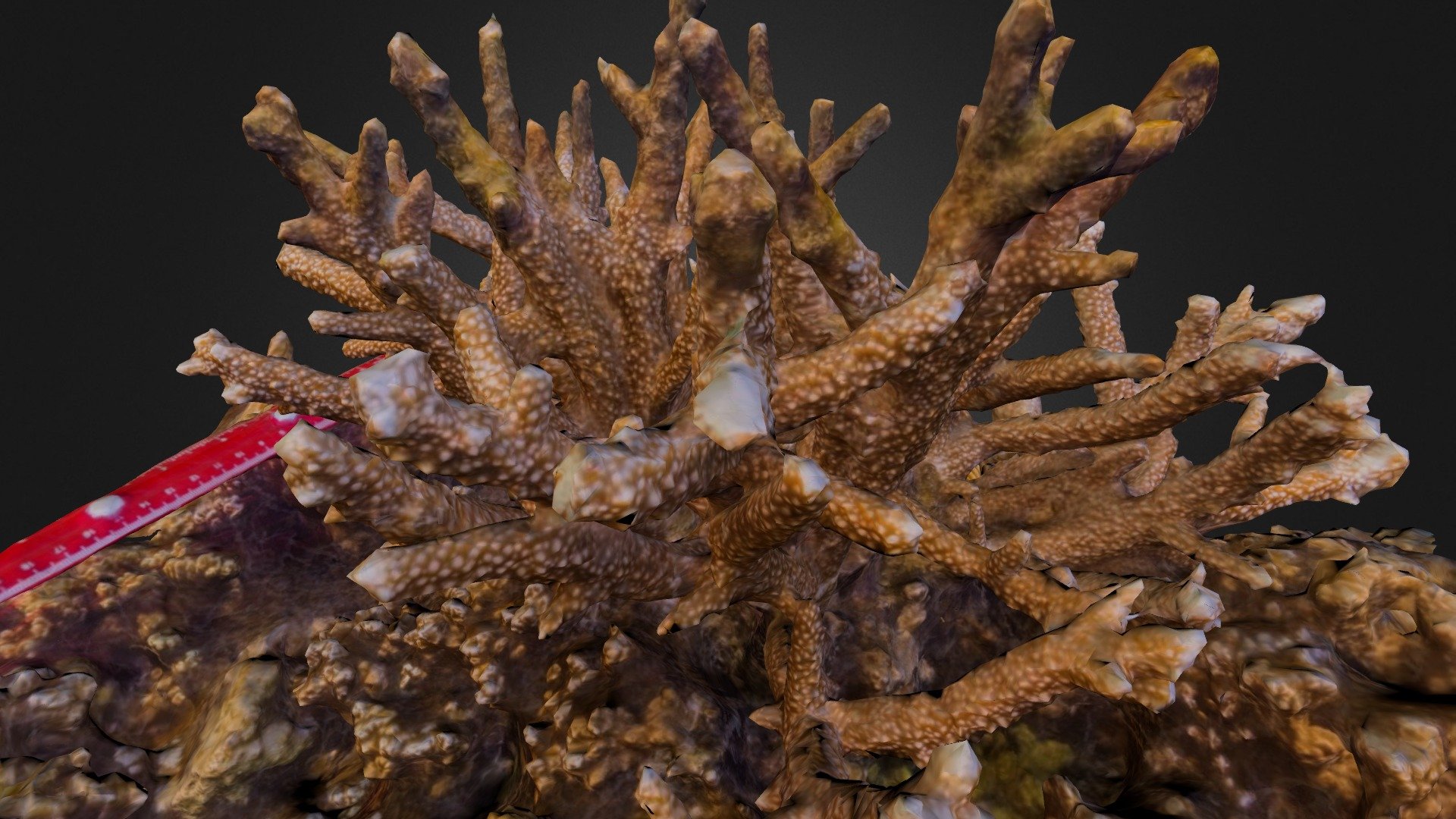 Acropora sp.