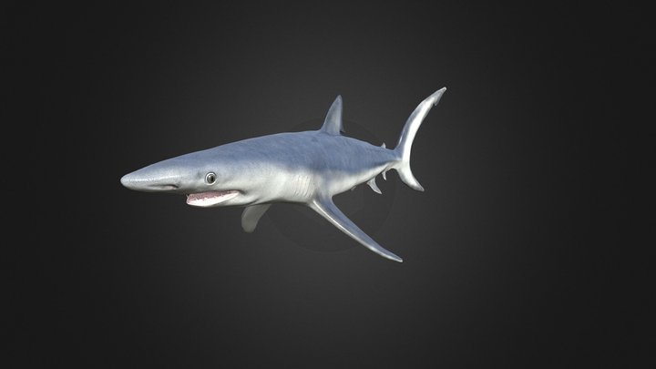 Blue Shark - 3D model by Rifat3D [33f102c] - Sketchfab