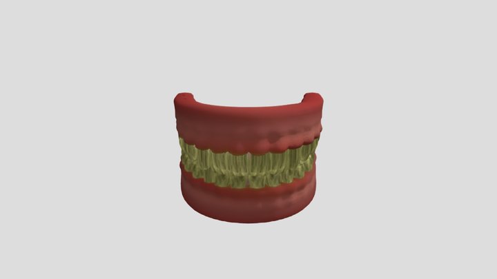 arcada dentaria3 3D Model