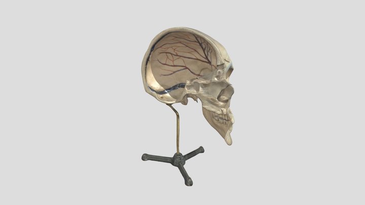 Köln_Wevers_Schaedel_medianschnitt 3D Model