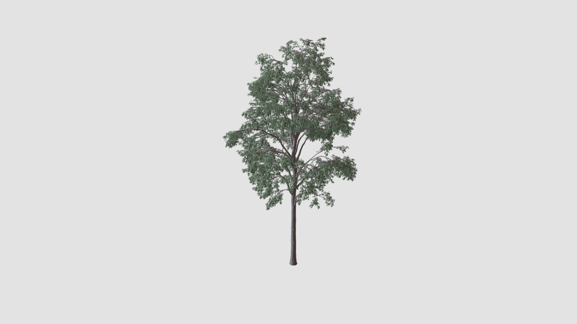 Tree - Buy Royalty Free 3D model by Evermotion [33f9ac8] - Sketchfab Store