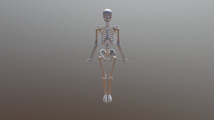 Skeleton - Walking 3D Model