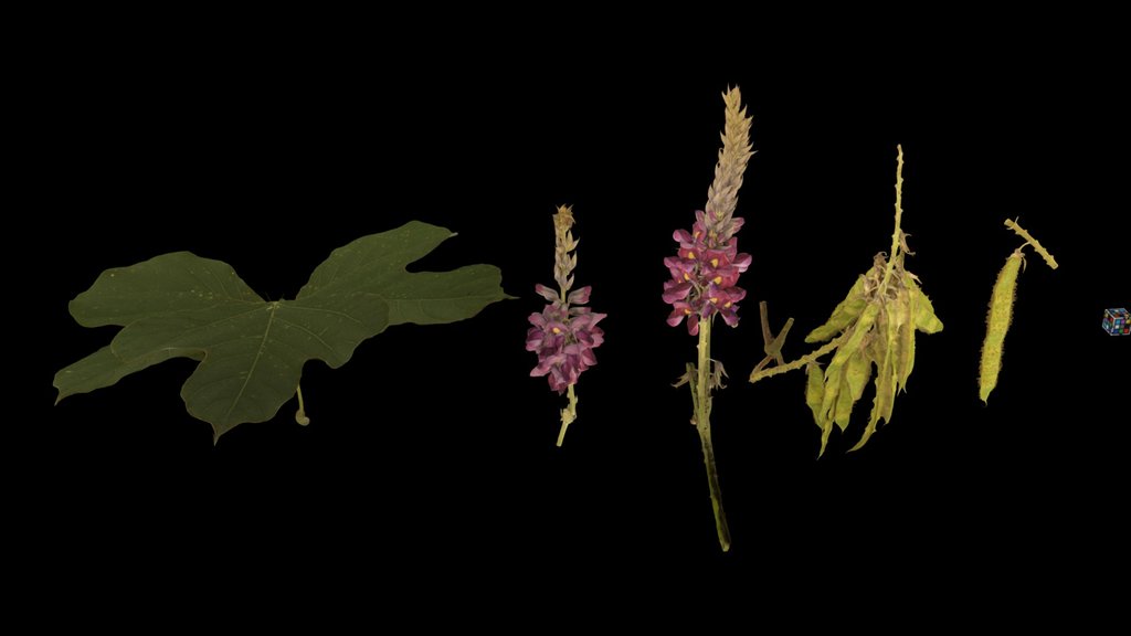 CC0 クズ Kudzu, Pueraria lobata