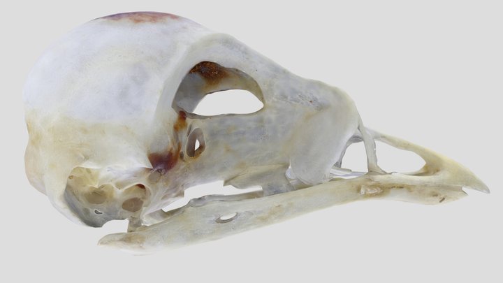 UWYMV:Bird:2318, Bombycilla cedrorum, Skull – Kostenloses 3D-Modell STL
