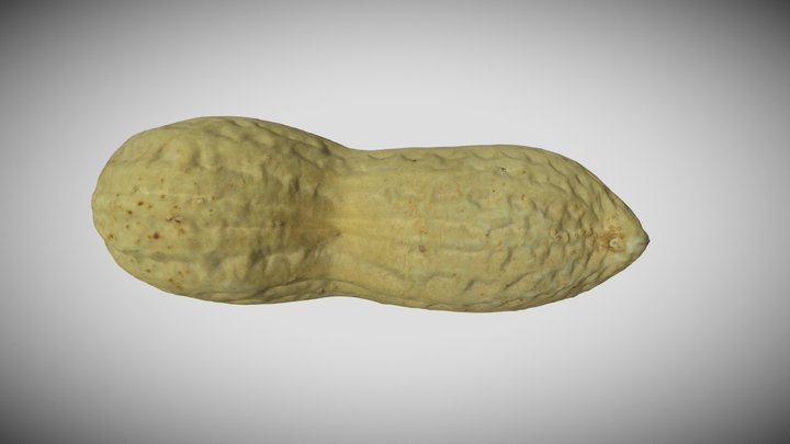 Peanut 3D Model