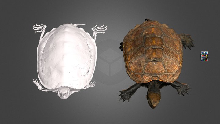 ニホンイシガメ 🐢 CT scan 🦴 ♂ Japanese Pond Turtle