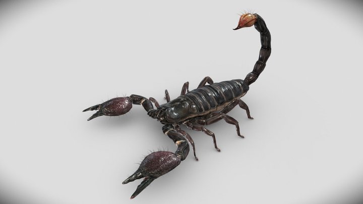 Emperor Scorpion 3D Model