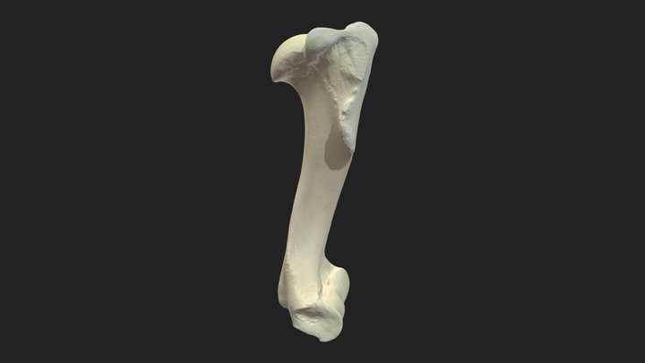 brachial bone (humerus) donkey 3D Model