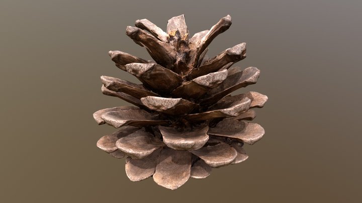 Pine Cone FBX High Poly 3D Model