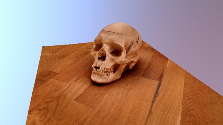 Skull on a wooden floor 3D Model
