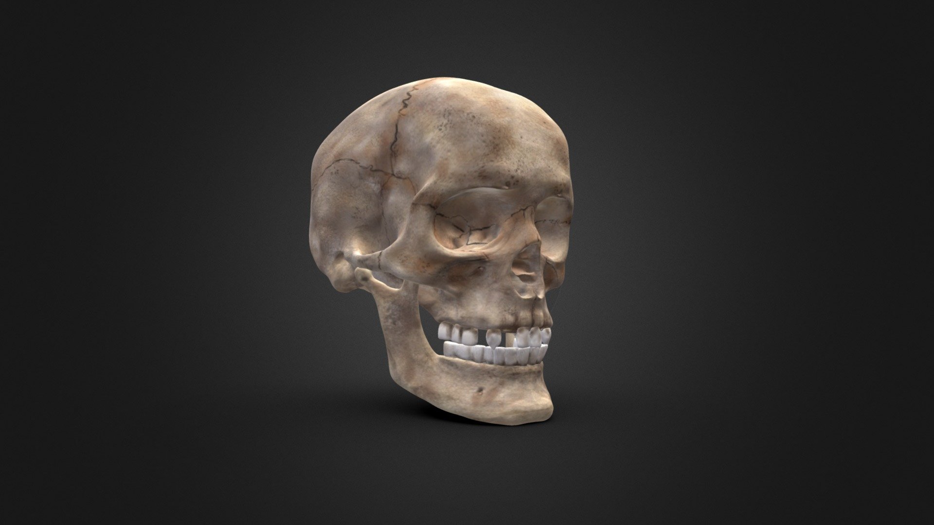 Skull