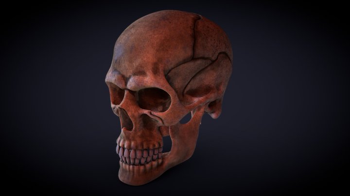 craneo 3D Model