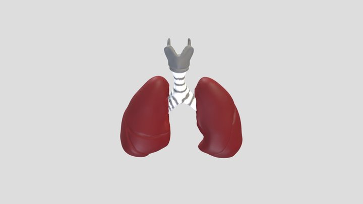 肺 3D Model