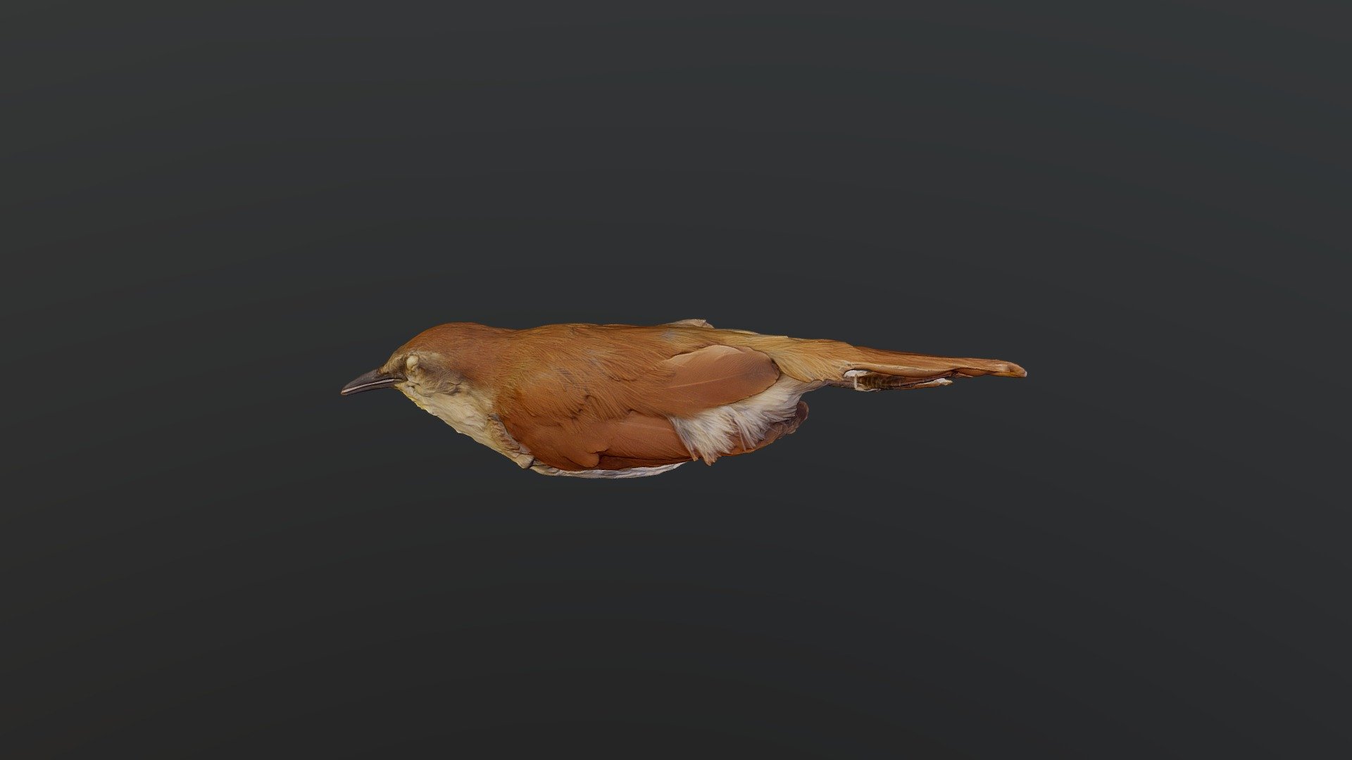 Yellow-chinned Spinetail - C. cinnamomeus