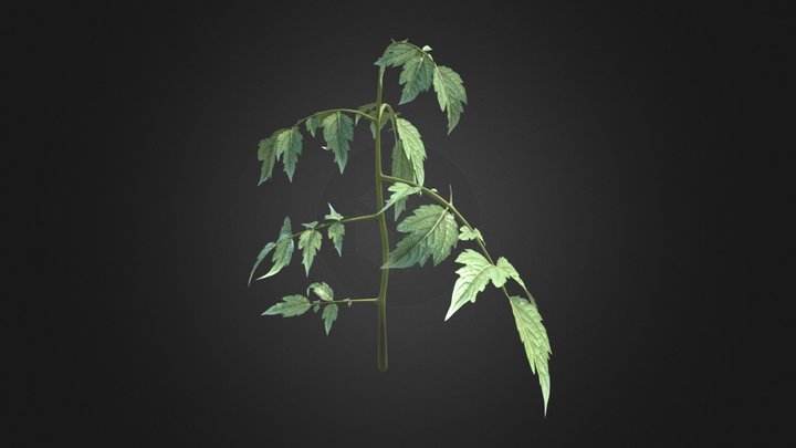 Young Tomato Plant 3D Model