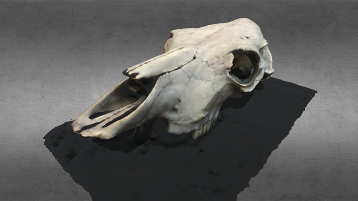 Horse-skull 3D models - Sketchfab