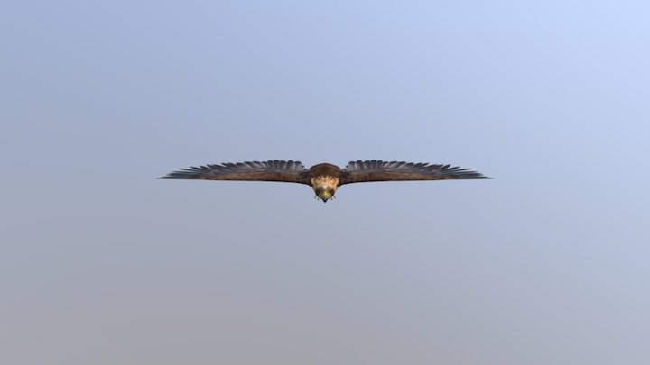 Golden Eagle 3D Model