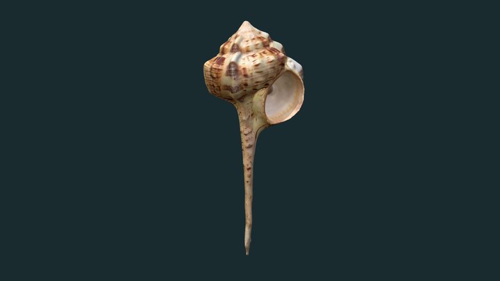 Murex Snail Shell 3D Model