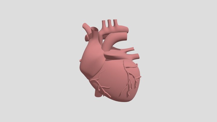 Heart 3D Model
