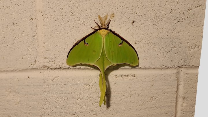 Luna Moth in Madison,ME 3D Model