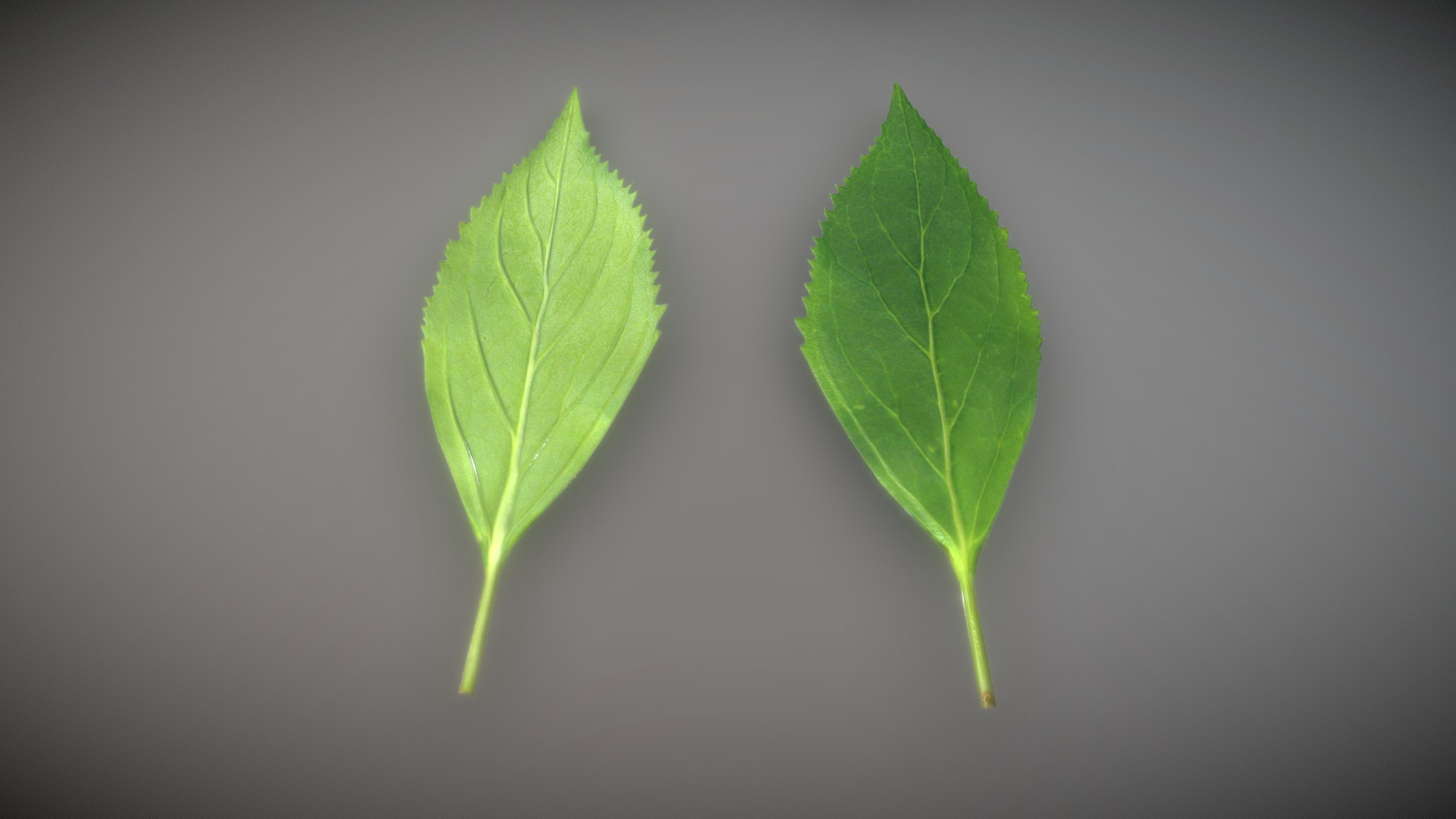 3D model Forsythia Leaves – Forsythia x interm Low-Poly - This is a 3D model of the Forsythia Leaves - Forsythia x interm Low-Poly. The 3D model is about a leaf on a white background.