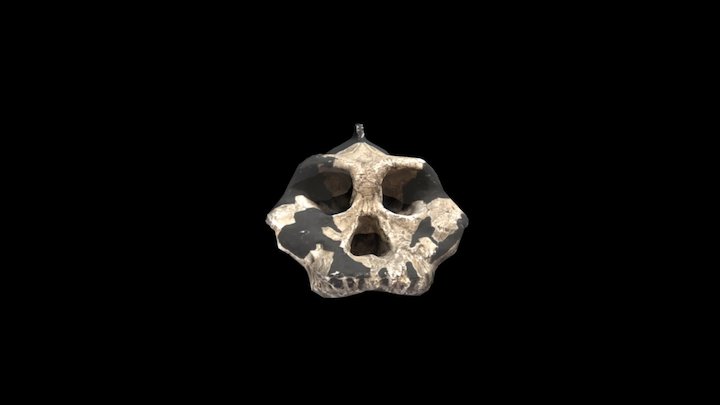 Paranthropus aethiopicus 3D Model