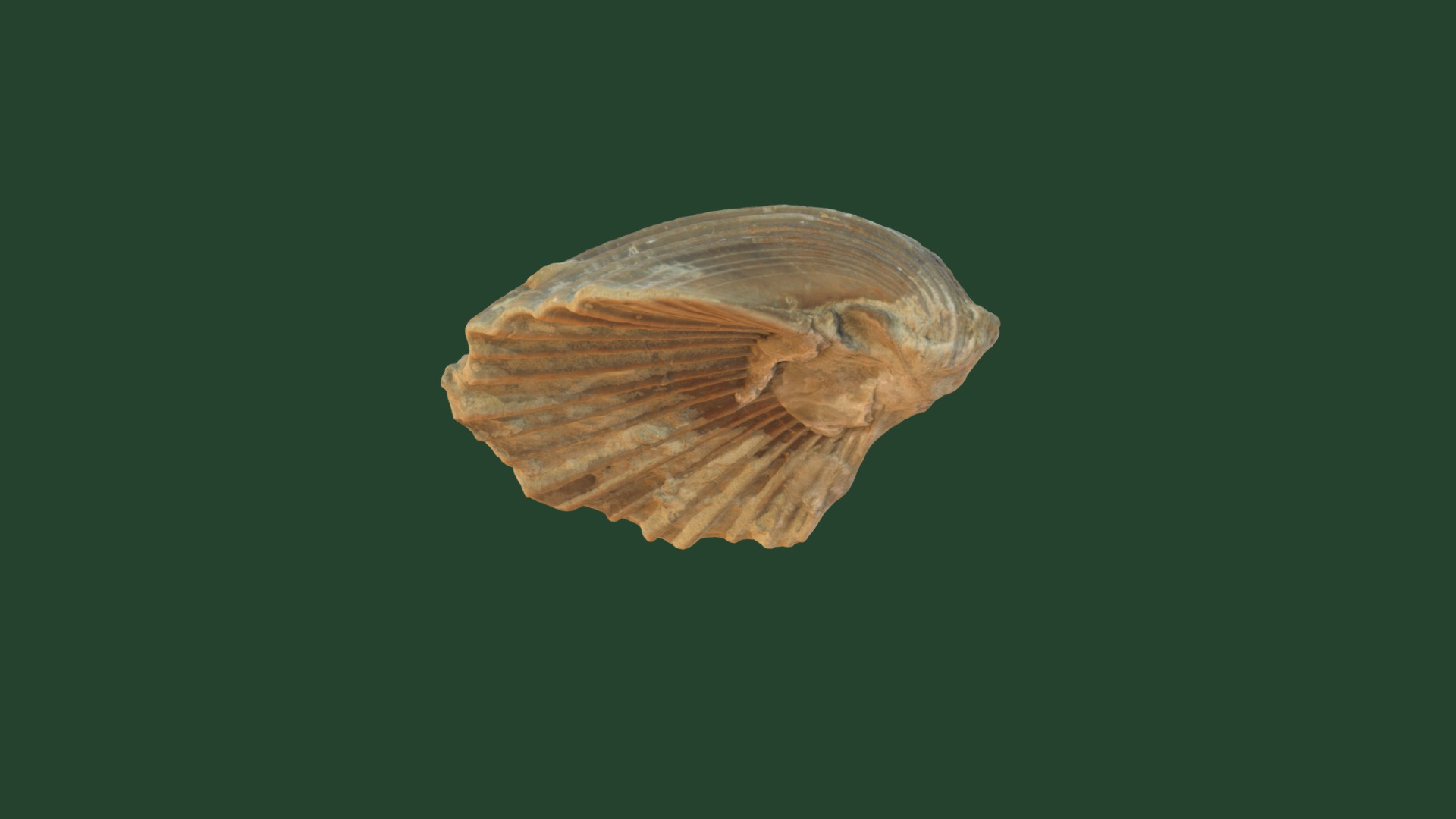 3D model Neithea sp. 8039 - This is a 3D model of the Neithea sp. 8039. The 3D model is about a close-up of a shell.