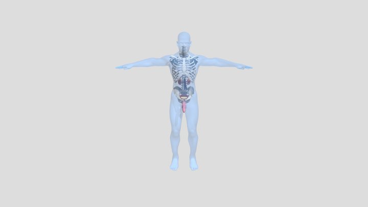 Модель 3D Model