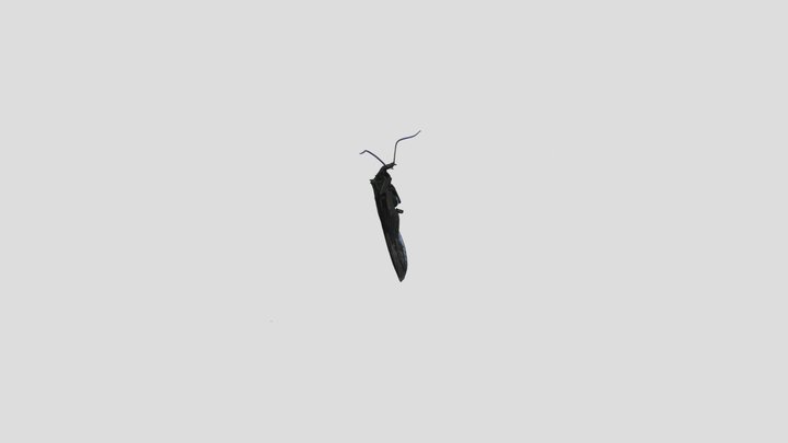 Stonefly (Plecoptera) 3D Model