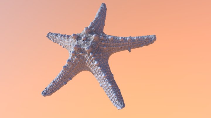 dried starfish 3D Model