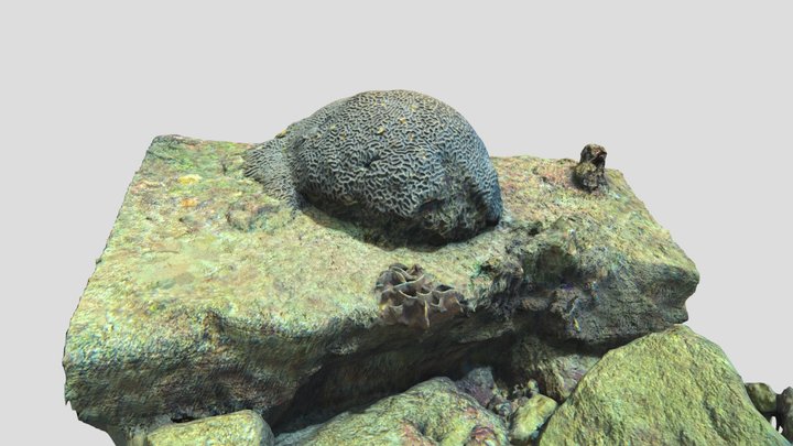 brain coral on a rock