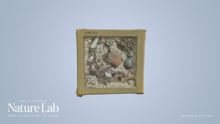 Assorted Seashells – Kostenloses 3D-Modell STL