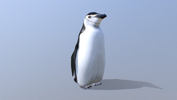 Pinguino barbijo low poly penguin 3D Model