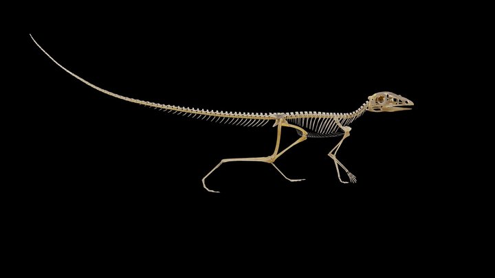 Scleromochlus taylori 3D Model