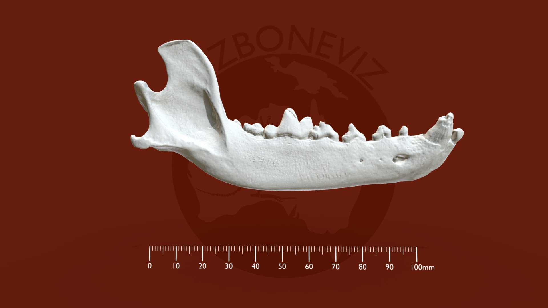 Dingo dentary - 3D model by Ozboneviz [343450a] - Sketchfab