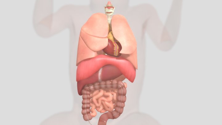 Normal Anatomy 3D Model