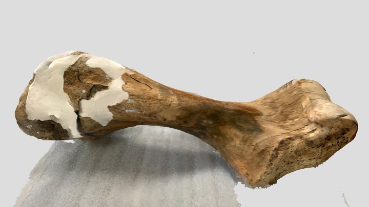 Mastodon humerus 3D Model